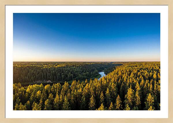 Pine Barrens Serenity