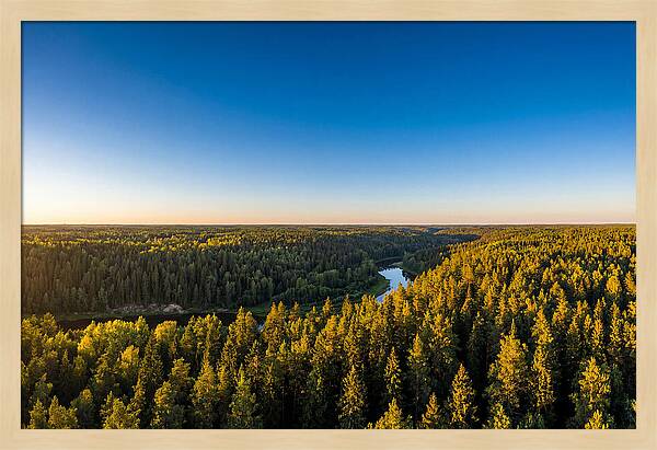 Pine Barrens Serenity