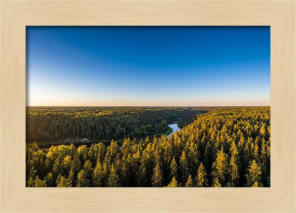 Pine Barrens Serenity