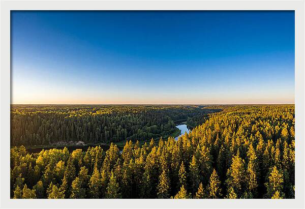 Pine Barrens Serenity