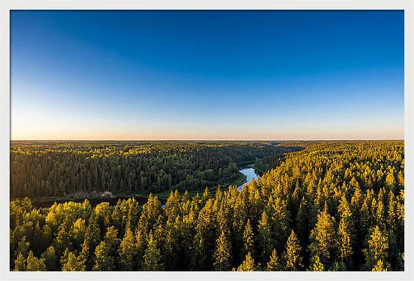 Pine Barrens Serenity