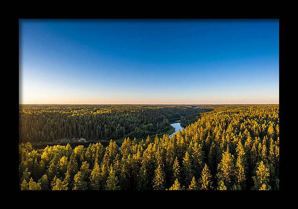 Pine Barrens Serenity