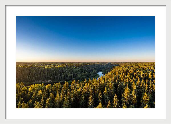 Pine Barrens Serenity