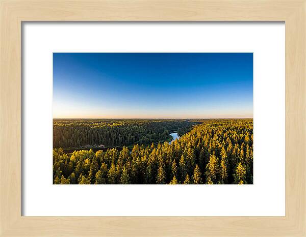 Pine Barrens Serenity