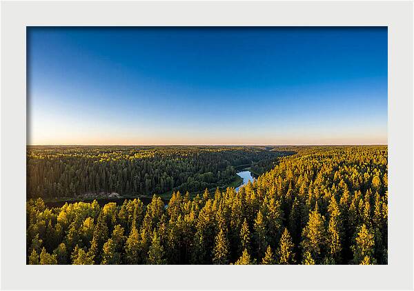 Pine Barrens Serenity