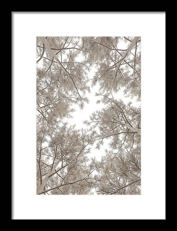 Pine Forest Canopy Perspective