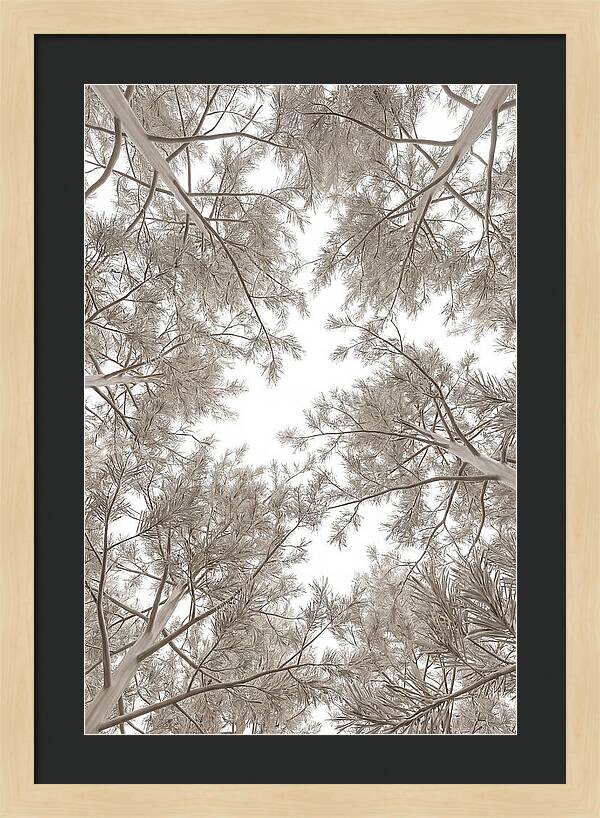 Pine Forest Canopy Perspective