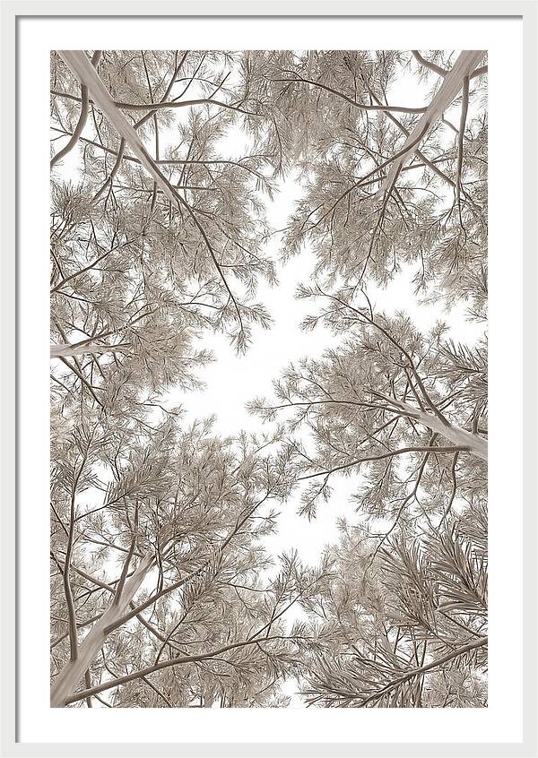 Pine Forest Canopy Perspective