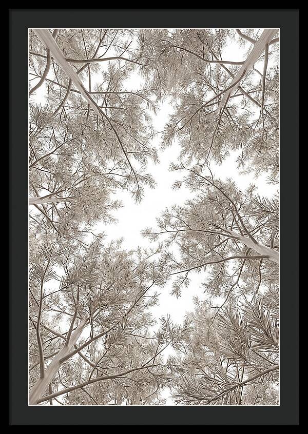 Pine Forest Canopy Perspective