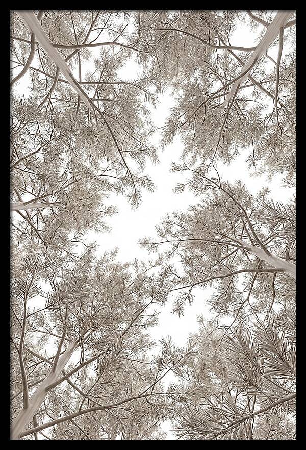 Pine Forest Canopy Perspective