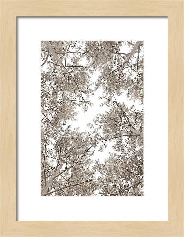 Pine Forest Canopy Perspective