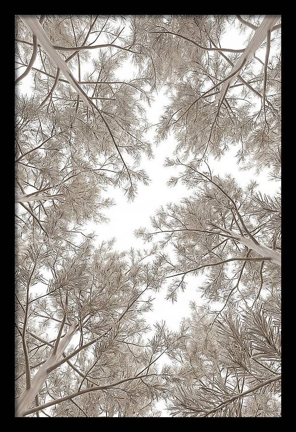 Pine Forest Canopy Perspective