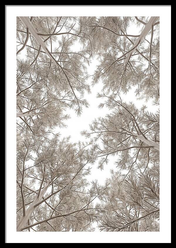 Pine Forest Canopy Perspective