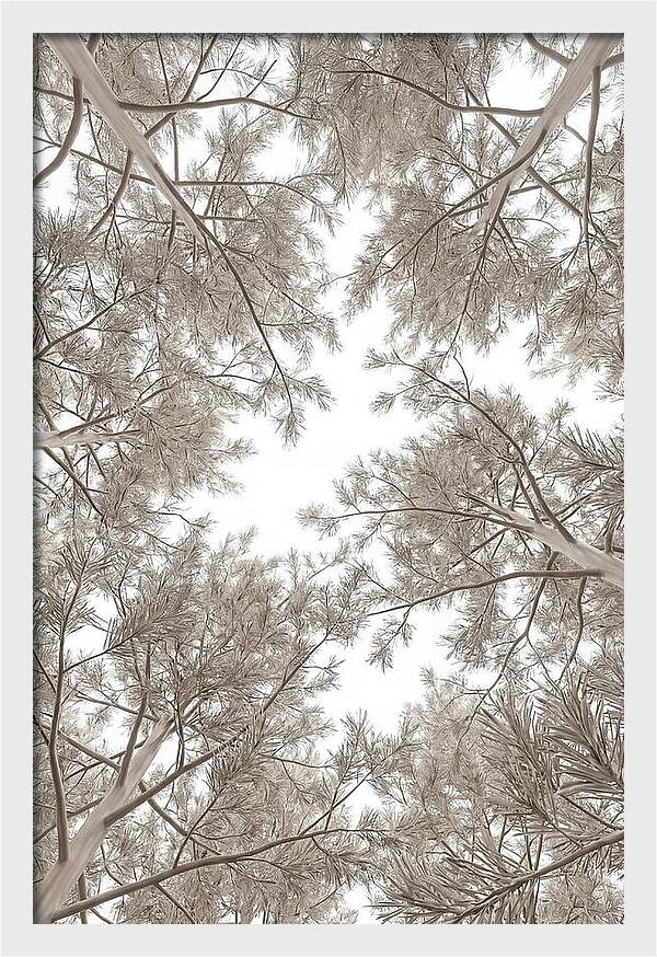 Pine Forest Canopy Perspective