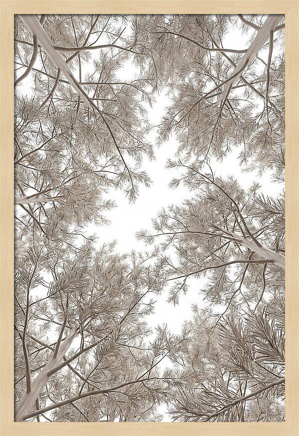 Pine Forest Canopy Perspective