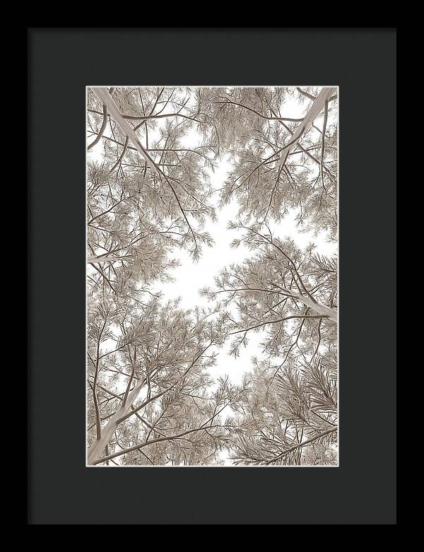 Pine Forest Canopy Perspective