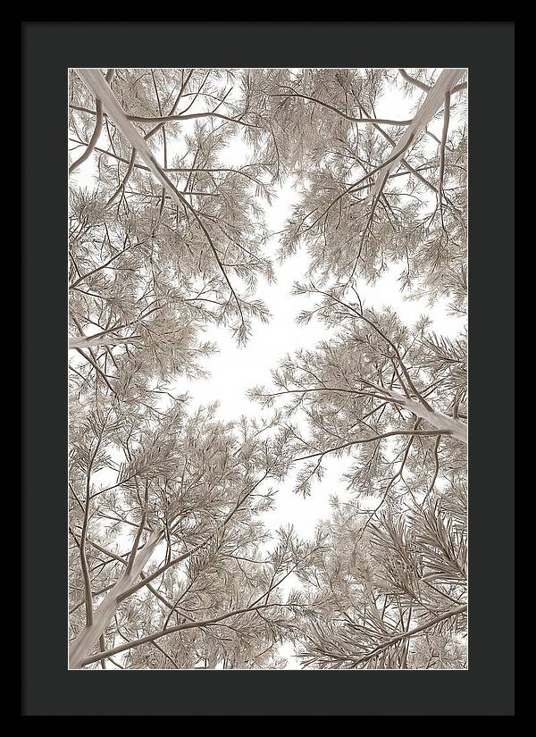 Pine Forest Canopy Perspective