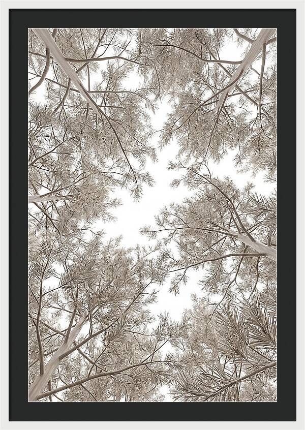 Pine Forest Canopy Perspective