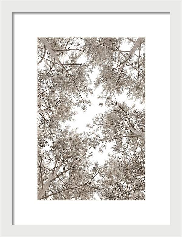 Pine Forest Canopy Perspective