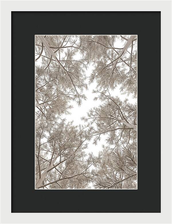 Pine Forest Canopy Perspective
