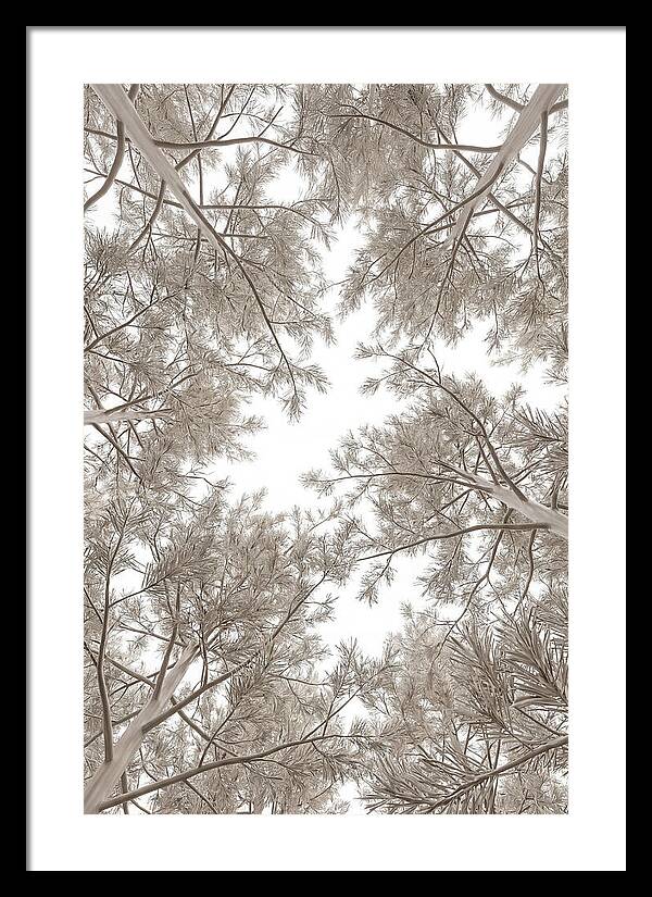 Pine Forest Canopy Perspective