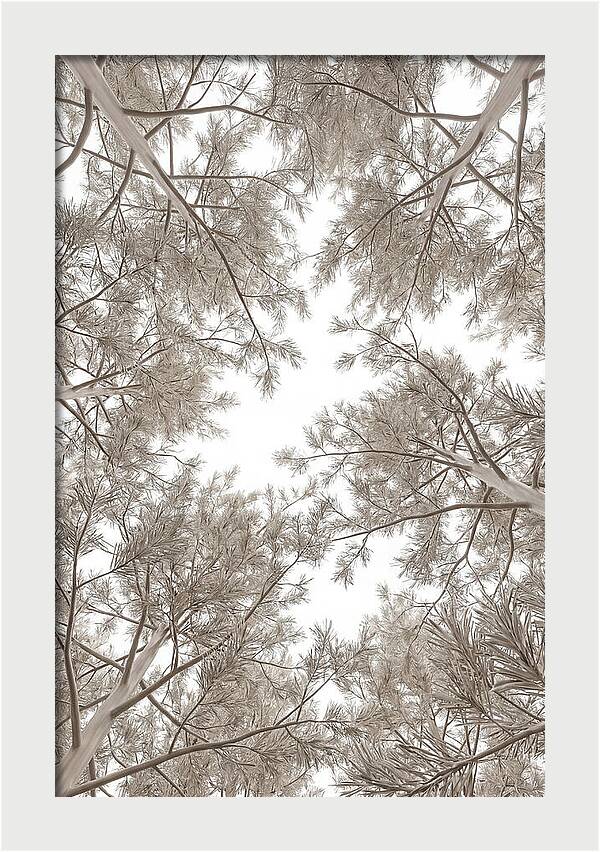 Pine Forest Canopy Perspective