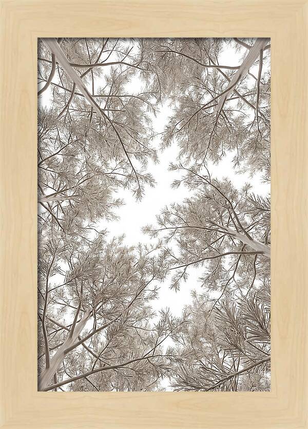 Pine Forest Canopy Perspective