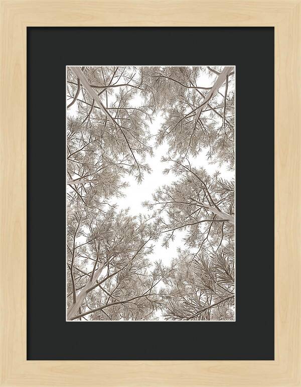 Pine Forest Canopy Perspective