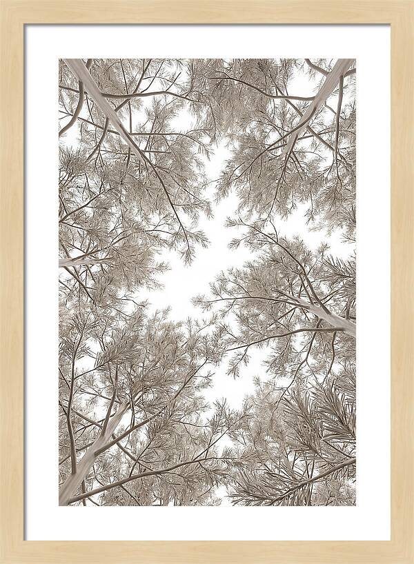 Pine Forest Canopy Perspective