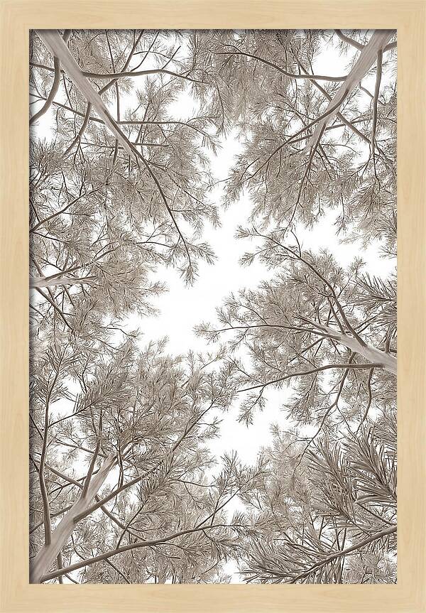 Pine Forest Canopy Perspective