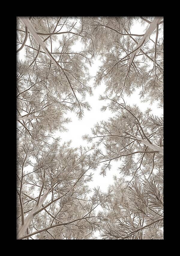 Pine Forest Canopy Perspective