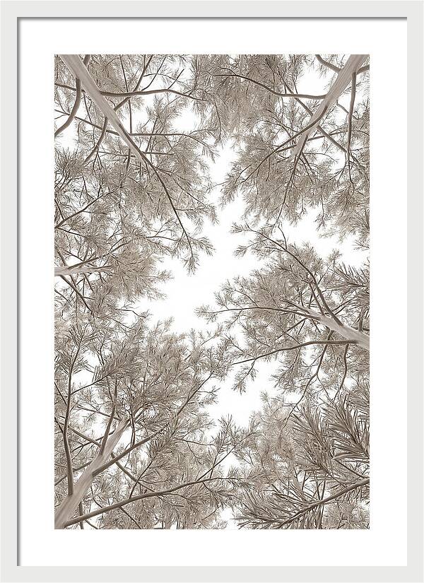Pine Forest Canopy Perspective