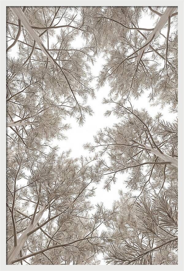 Pine Forest Canopy Perspective