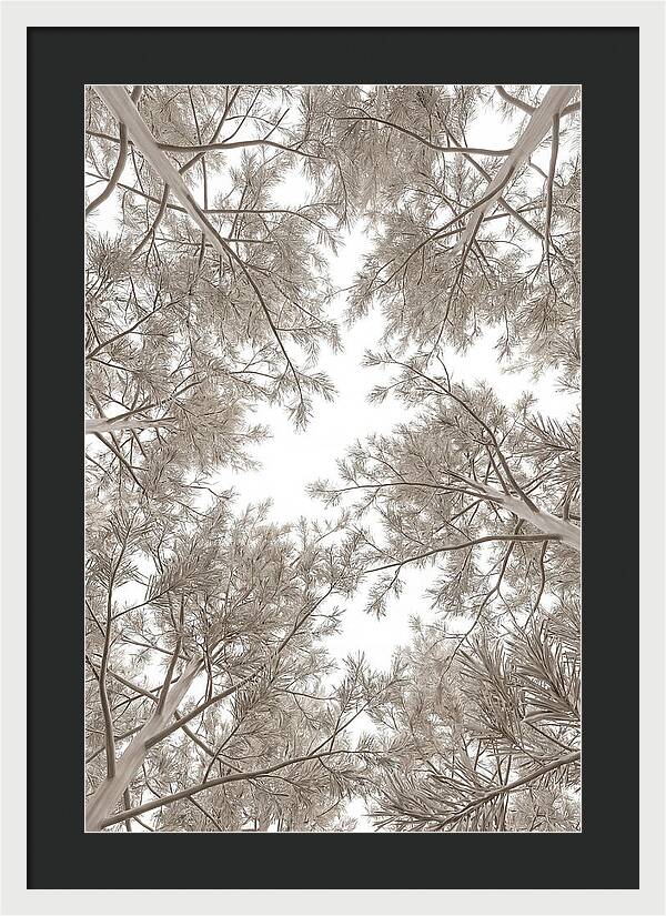 Pine Forest Canopy Perspective