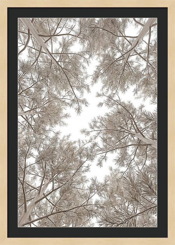 Pine Forest Canopy Perspective