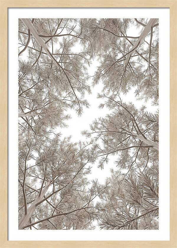 Pine Forest Canopy Perspective