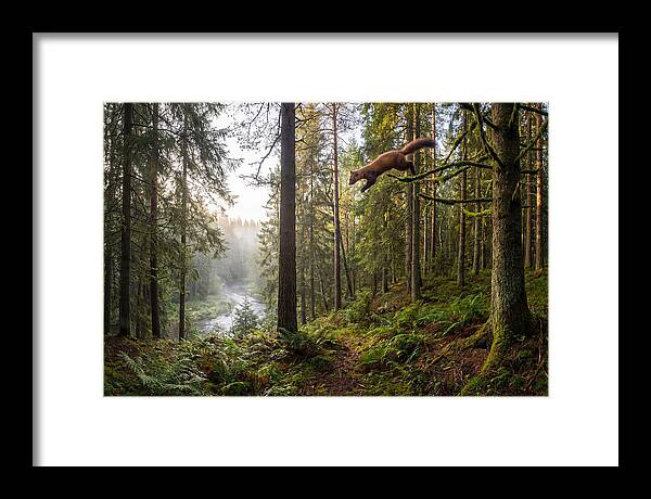 Pine Marten Leaping Through Forest