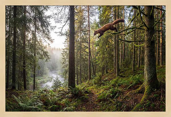 Pine Marten Leaping Through Forest