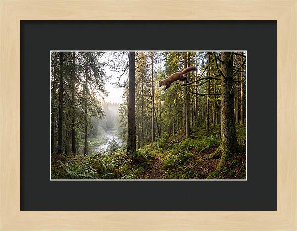 Pine Marten Leaping Through Forest