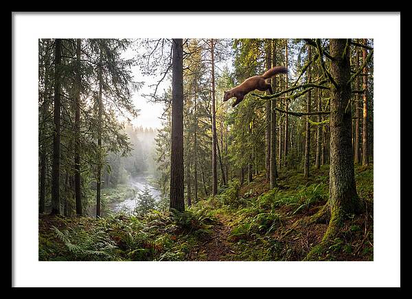 Pine Marten Leaping Through Forest