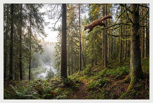 Pine Marten Leaping Through Forest