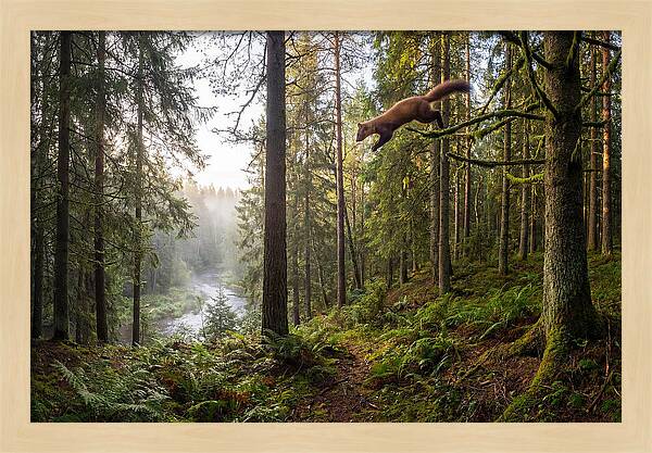 Pine Marten Leaping Through Forest