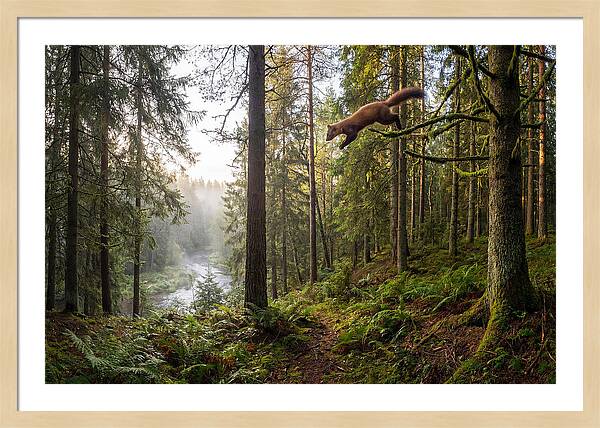 Pine Marten Leaping Through Forest