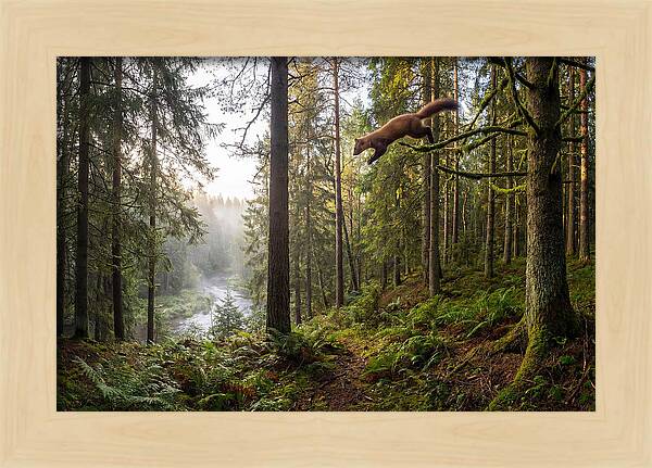 Pine Marten Leaping Through Forest