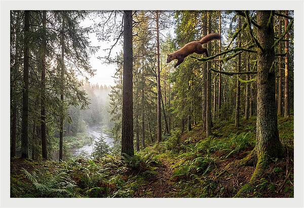 Pine Marten Leaping Through Forest