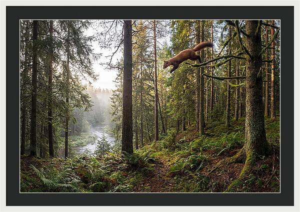 Pine Marten Leaping Through Forest