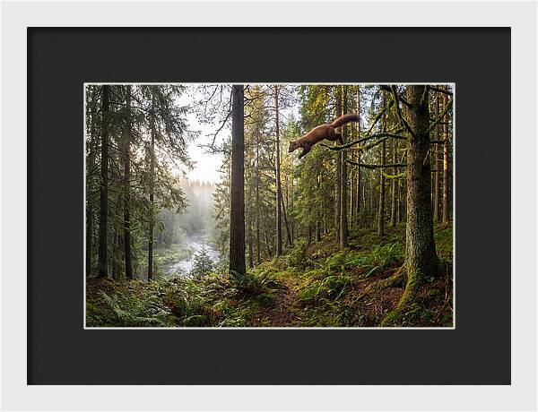 Pine Marten Leaping Through Forest