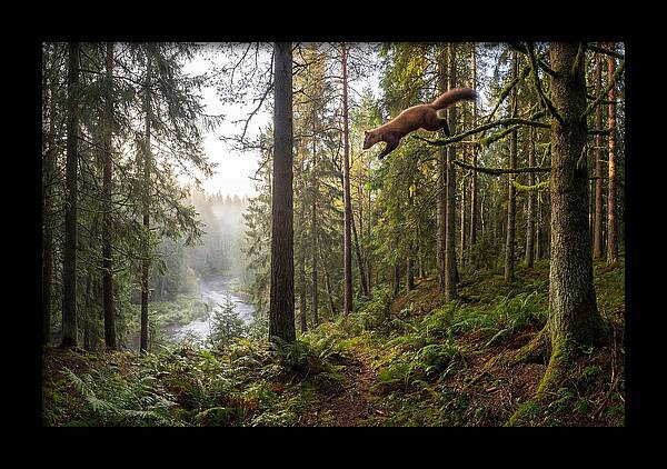 Pine Marten Leaping Through Forest