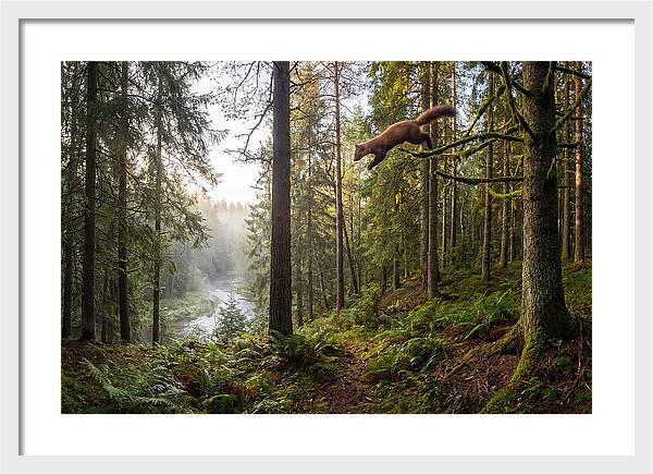 Pine Marten Leaping Through Forest