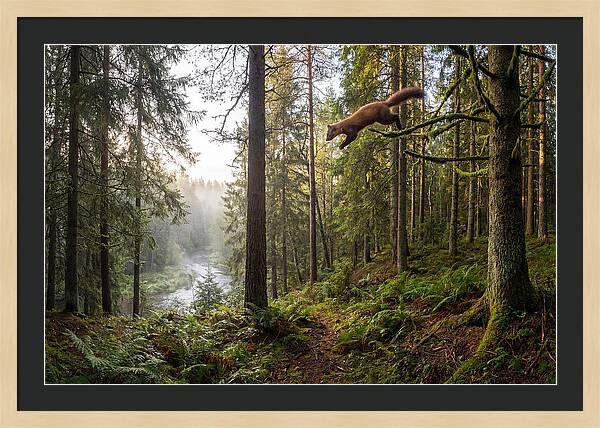 Pine Marten Leaping Through Forest